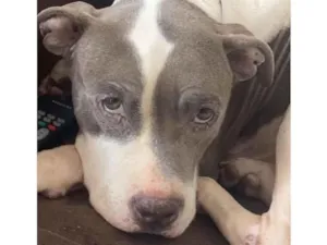 Cachorro raça Pitbull  idade 3 anos nome Não sei 