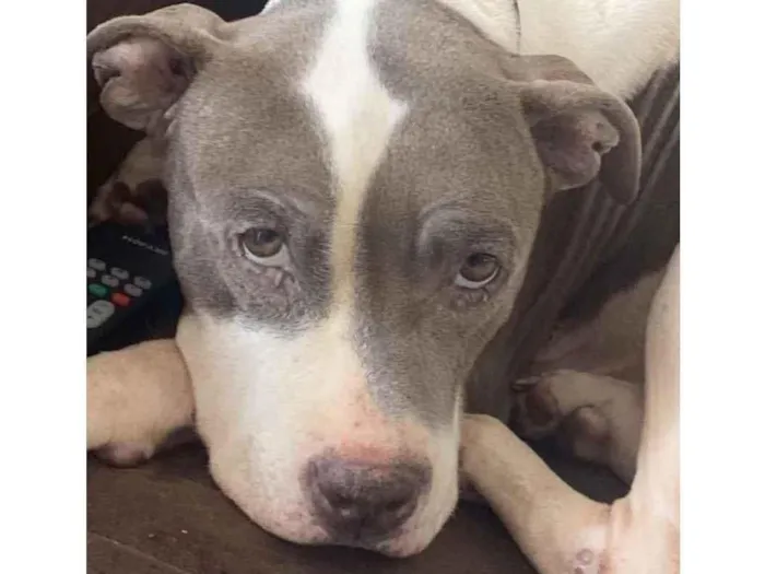 Cachorro ra a Pitbull  idade 3 anos nome Não sei 