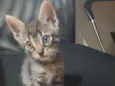 Gato raça S/D  idade 2 a 6 meses nome Tigresa 