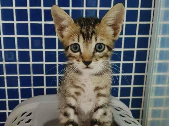 Gato raça SRD idade 2 a 6 meses nome .......