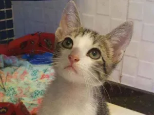 Gato raça SRD idade 2 a 6 meses nome ........