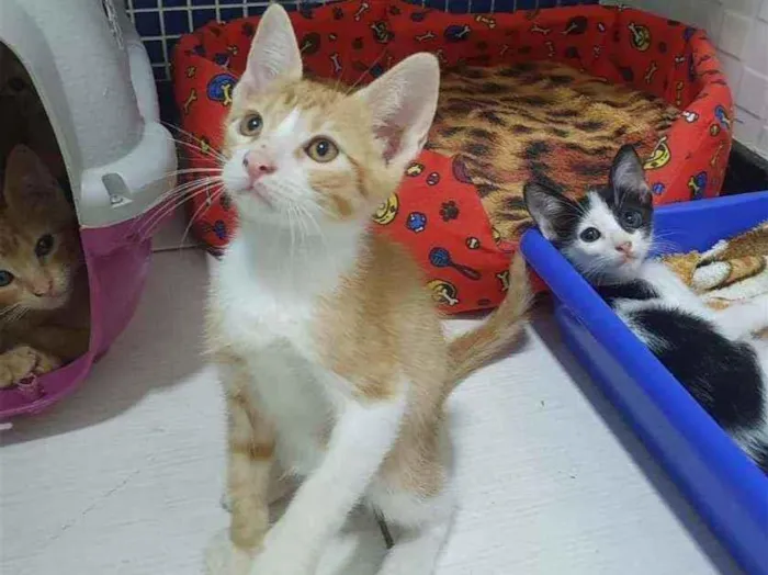 Gato ra a SRD idade 2 a 6 meses nome .........