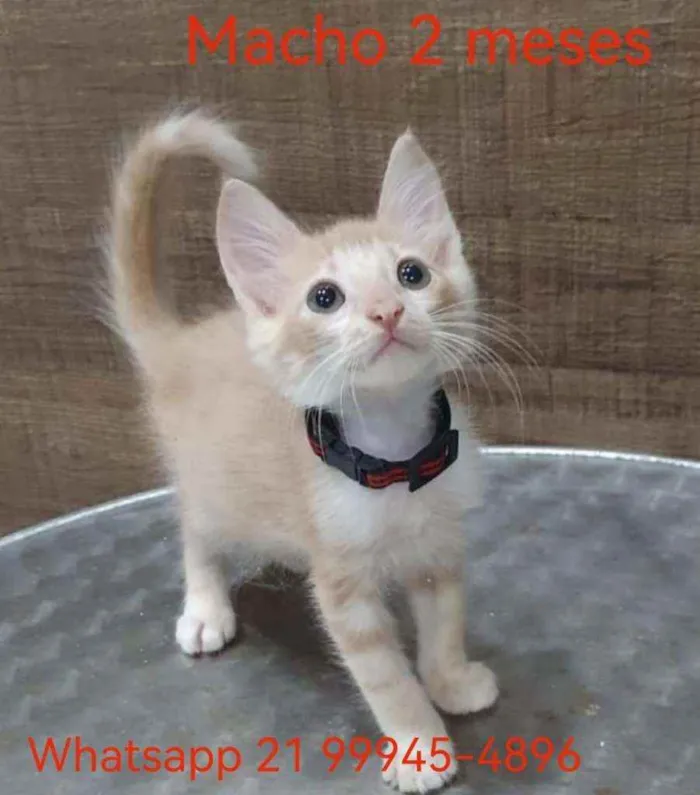 Gato ra a SRD idade 2 a 6 meses nome ..