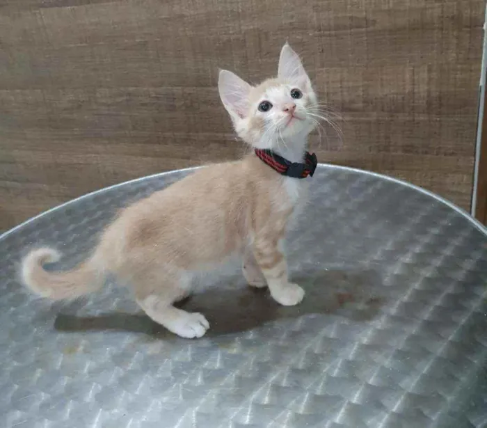 Gato ra a SRD idade 2 a 6 meses nome ..