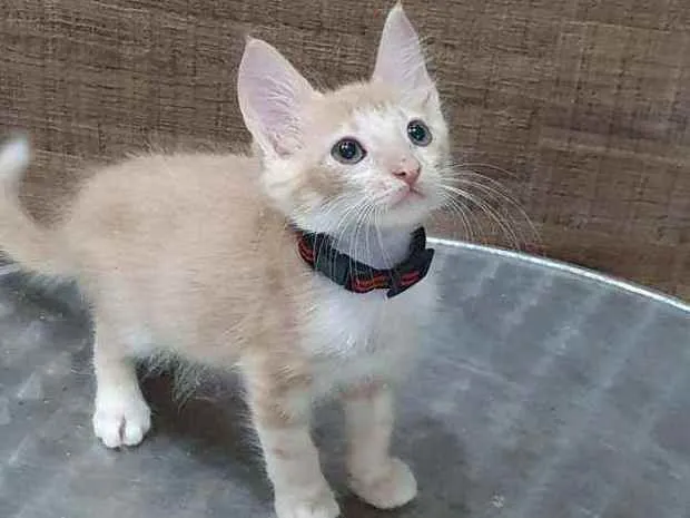Gato ra a SRD idade 2 a 6 meses nome ..