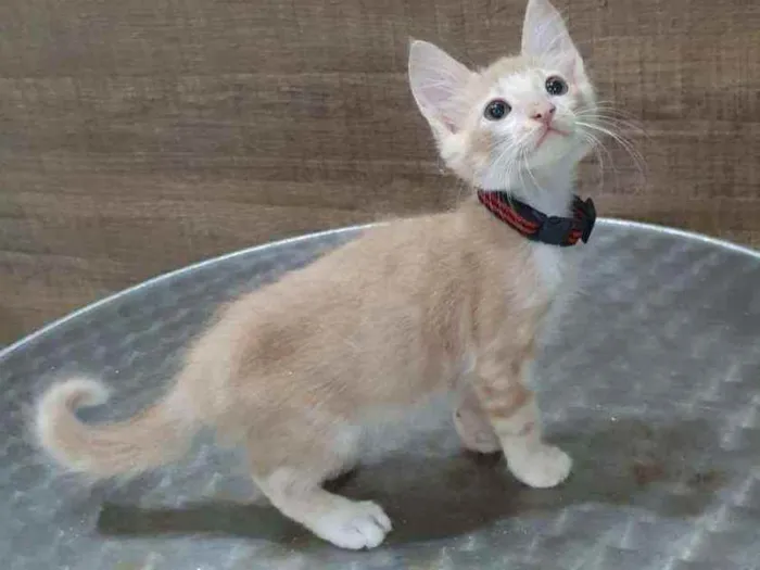 Gato ra a SRD idade 2 a 6 meses nome ..
