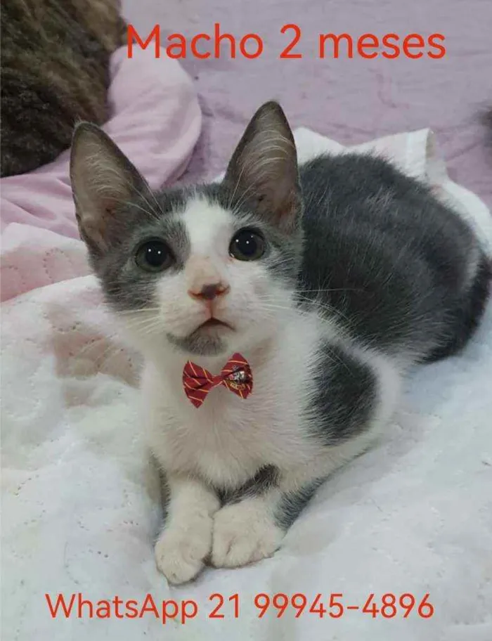 Gato ra a SRD idade 2 a 6 meses nome ...............