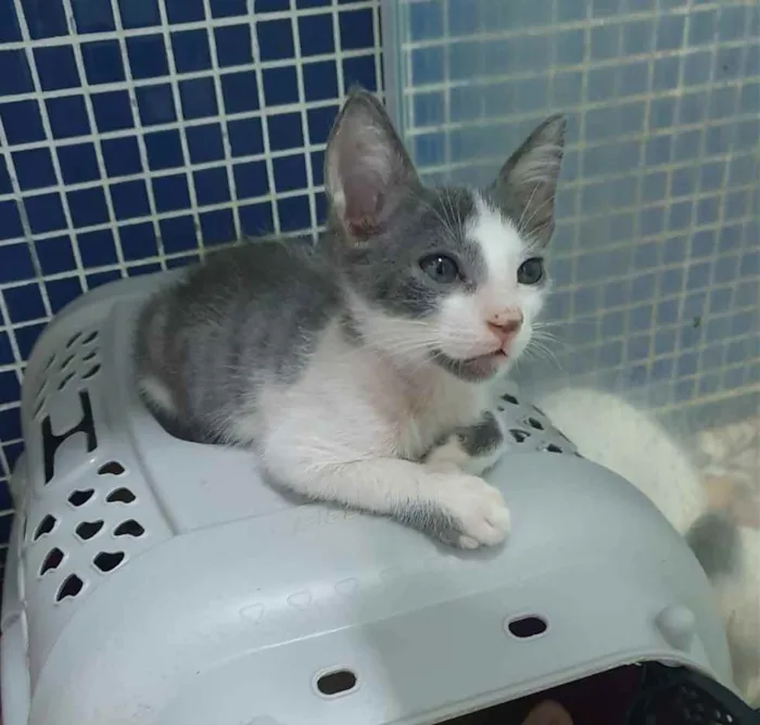 Gato ra a SRD idade 2 a 6 meses nome ...............