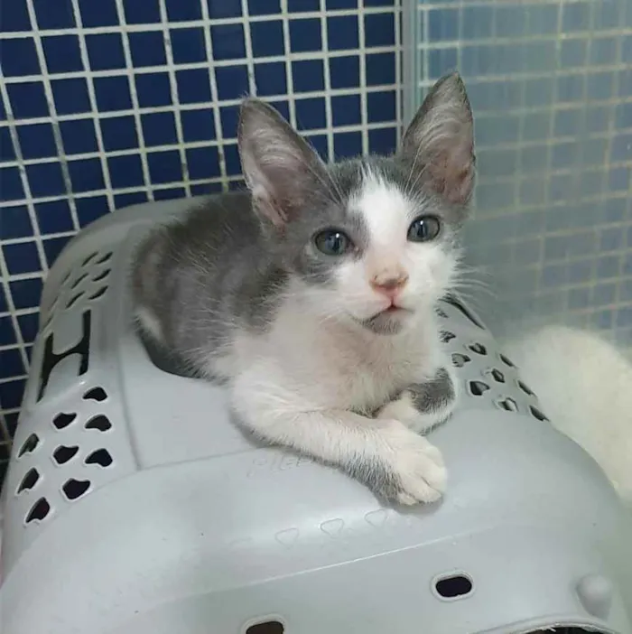 Gato ra a SRD idade 2 a 6 meses nome ...............