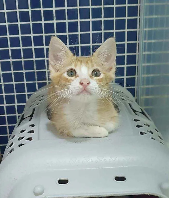 Gato ra a SRD idade 2 a 6 meses nome .