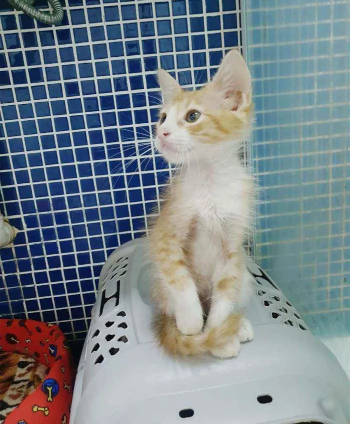 Gato ra a SRD idade 2 a 6 meses nome .