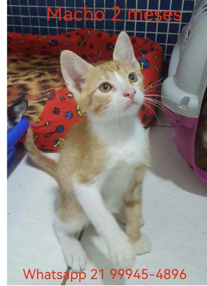 Gato ra a SRD idade 2 a 6 meses nome ,...................
