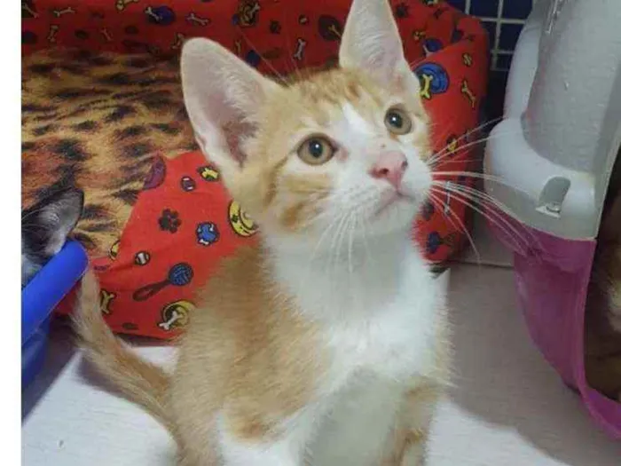 Gato ra a SRD idade 2 a 6 meses nome ,...................