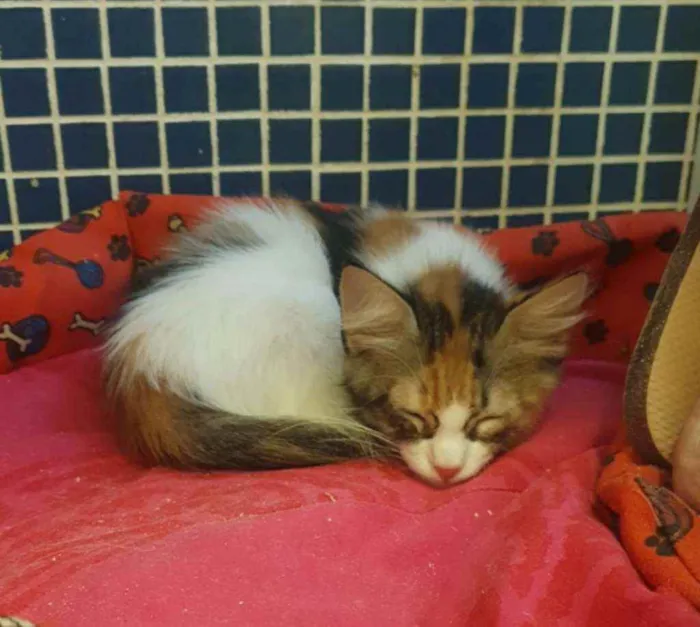 Gato ra a SRD idade 2 a 6 meses nome Loris