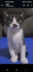 FRAJOLINHA