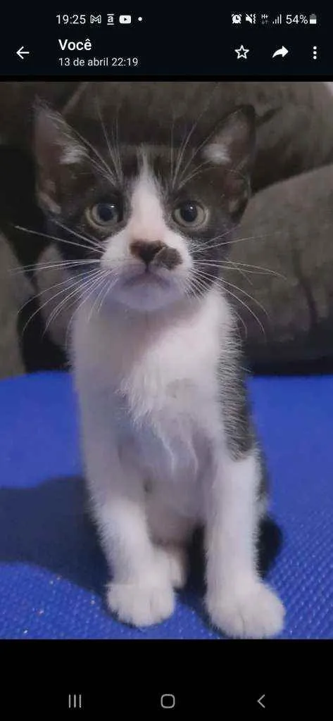 Gato ra a SRD idade 2 a 6 meses nome FRAJOLINHA