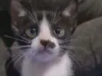 FRAJOLINHA