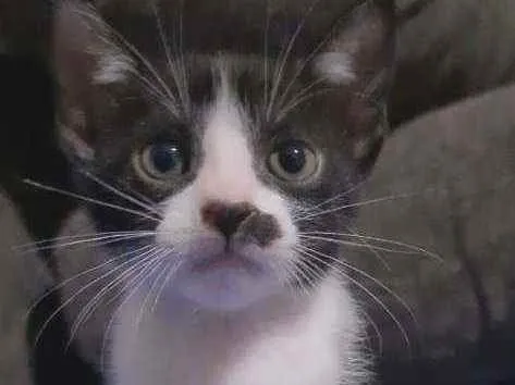 Gato ra a SRD idade 2 a 6 meses nome FRAJOLINHA
