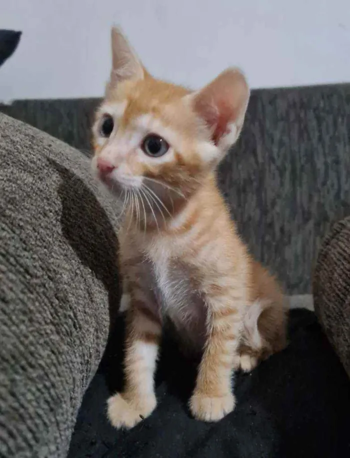 Gato ra a SRD idade 2 a 6 meses nome Laranjinha
