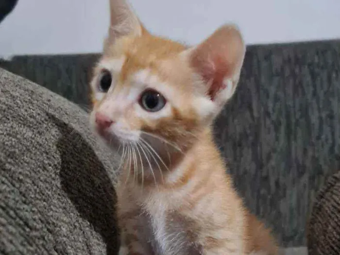 Gato ra a SRD idade 2 a 6 meses nome Laranjinha
