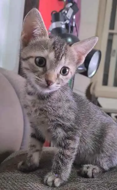 Gato ra a SRD idade 2 a 6 meses nome CINZINHA
