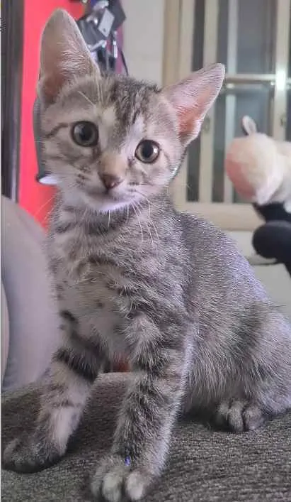 Gato ra a SRD idade 2 a 6 meses nome CINZINHA