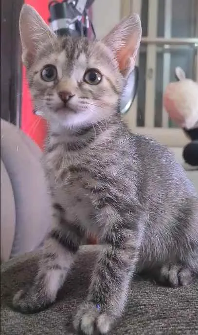 Gato ra a SRD idade 2 a 6 meses nome CINZINHA