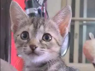 Gato ra a SRD idade 2 a 6 meses nome CINZINHA