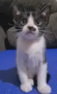 FRAJOLINHA