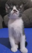 FRAJOLINHA