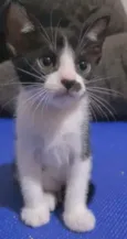 FRAJOLINHA