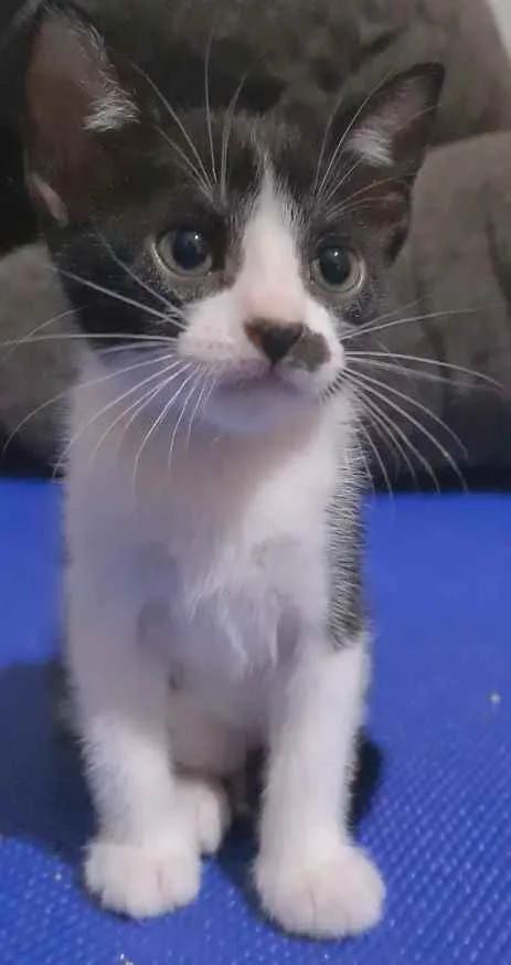 Gato ra a SRD idade 2 a 6 meses nome FRAJOLINHA