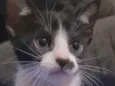 FRAJOLINHA