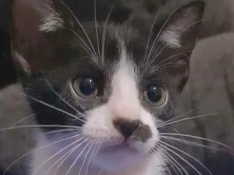 Gato ra a SRD idade 2 a 6 meses nome FRAJOLINHA