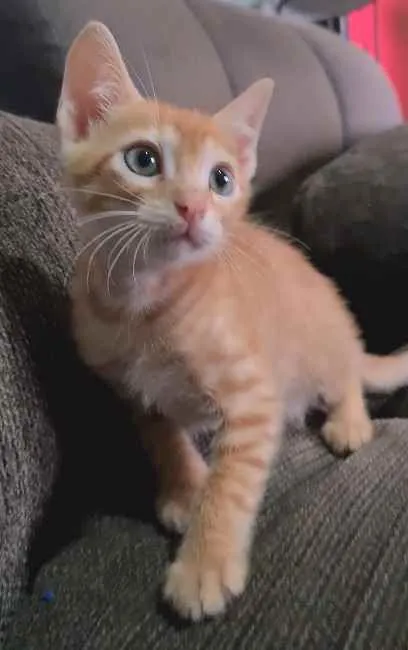 Gato ra a SRD idade 2 a 6 meses nome Laranjinha