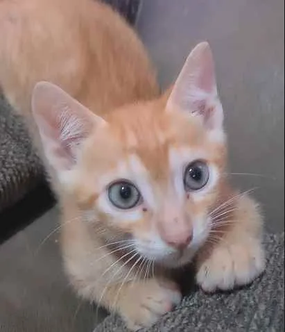 Gato ra a SRD idade 2 a 6 meses nome Laranjinha