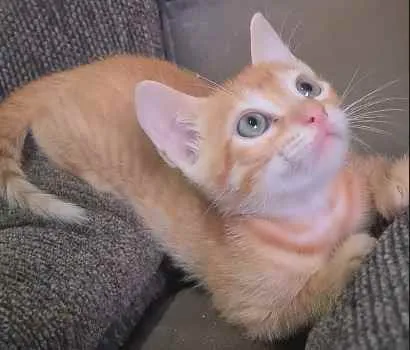 Gato ra a SRD idade 2 a 6 meses nome Laranjinha