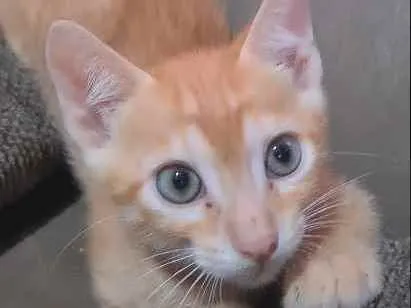 Gato ra a SRD idade 2 a 6 meses nome Laranjinha