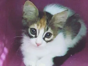 Gato raça SRD idade 2 a 6 meses nome Loris