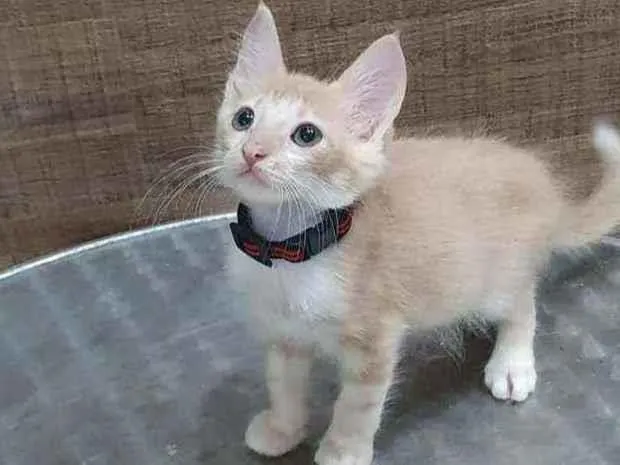 Gato ra a SRD idade 2 a 6 meses nome ..