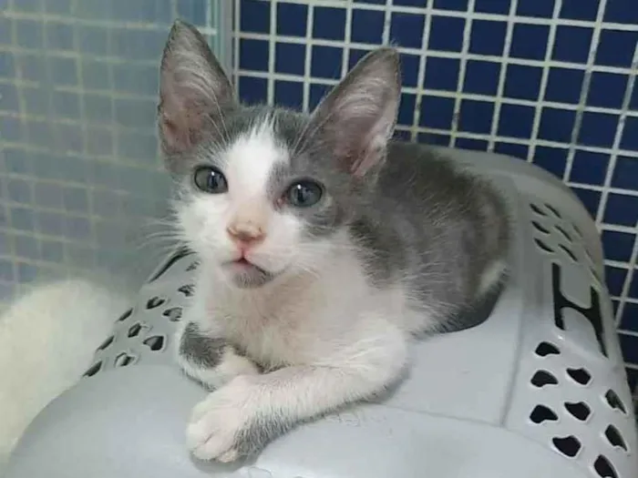 Gato ra a SRD idade 2 a 6 meses nome ...............