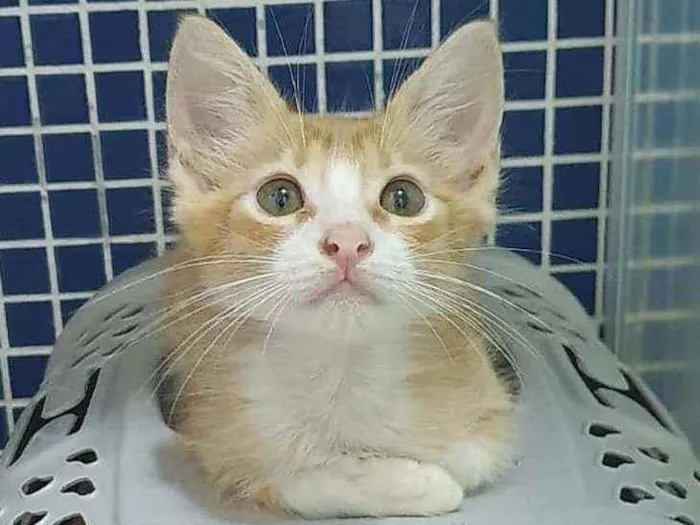 Gato ra a SRD idade 2 a 6 meses nome .