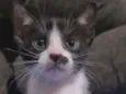 FRAJOLINHA