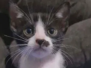Gato raça SRD idade 2 a 6 meses nome FRAJOLINHA