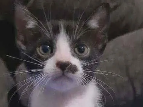 Gato ra a SRD idade 2 a 6 meses nome FRAJOLINHA
