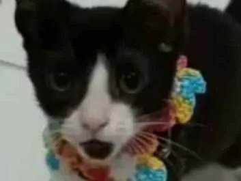 Gato ra a srd frajolinha  idade 2 a 6 meses nome BETHÂNIA 
