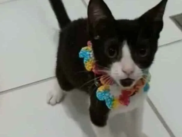 Gato ra a srd frajolinha  idade 2 a 6 meses nome BETHÂNIA 