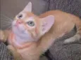 Laranjinha