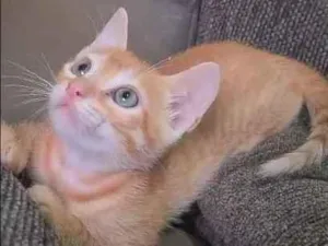 Gato raça SRD idade 2 a 6 meses nome Laranjinha