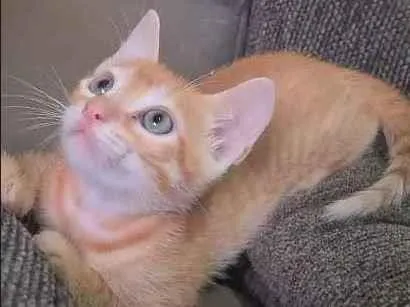Gato ra a SRD idade 2 a 6 meses nome Laranjinha
